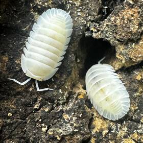 Na-yeti-15 Isopod Factory 15 Nesodillo Archangelii Yeti Isopods Bioactive Clean Up