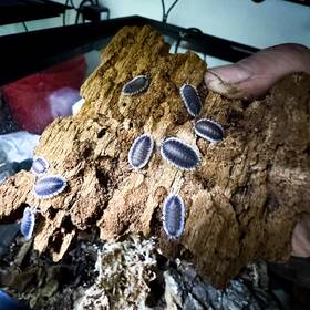 P-wern-15 Isopod Factory 15 Porcellio Werneri Greek Shield Isopods Bioactive Terrarium