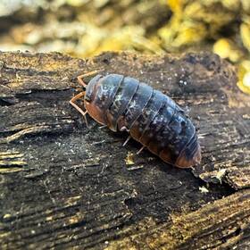 Sinsp-viet-12 Isopod Factory 12 Sinodillo Sp. Vietnam Isopods Rare Bioactive Clean Up Crew