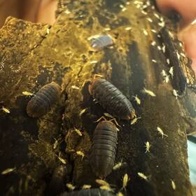 Sinsp-viet-25 Isopod Factory 25 Sinodillo Sp. Vietnam Isopods Rare Bioactive Clean Up Crew