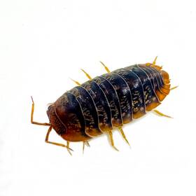 Sinsp-viet-6 Isopod Factory 6 Sinodillo Sp. Vietnam Isopods Rare Bioactive Clean Up Crew
