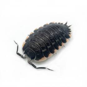 Trach-cauc-12 Isopod Factory 12 Trachelipus Caucasius Isopods Bioactive Terrarium