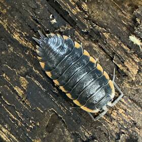 Trach-cauc-25 Isopod Factory 25 Trachelipus Caucasius Isopods Bioactive Terrarium Clean Up