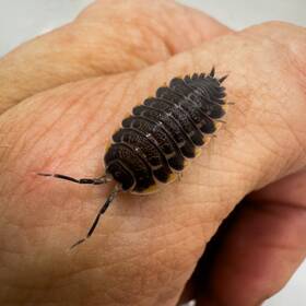 Trach-cauc-50 Isopod Factory 50 Trachelipus Caucasius Isopods Bioactive Terrarium Clean Up