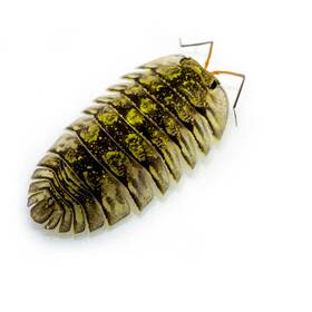 Trog-gs-6 Isopod Factory 6 Troglodillo Sp. Green Spot Isopods Bioactive Clean Up Crew