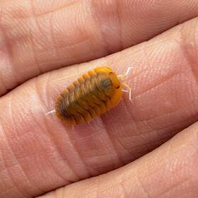 Trog-ss-12 Isopod Factory 12 Troglodillo Sp. Sunset Isopods Bioactive Clean Up Crew