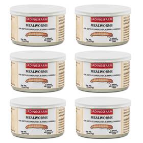 Jadingsfarm 747193779749 6 Pack Canned Mealworms For Reptiles Fish 7.2 Ounce Of 1