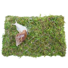 Jinymral 014679805095 Pet Snail Climbing Wall Great For Snails That Like To Climb Terrari