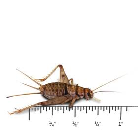 Jf00616 Joshs Frogs 3/4 Inch Banded Crickets 500 Count