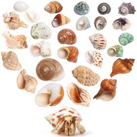 Jqaqju 639510841812 Hermit Crab Shells 14 Pcs Kinds Opening Size 0.5 Inch -1.4 Natural Seashell Su