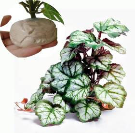 Keruideng 445024435446 Reptile Plants For Terrarium Decor Amphibian Habitat Artificial