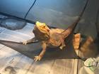 Khlz-19 Lizard Ladder Packs Bearded Dragon Hammock Lounger Breathable 804037904931