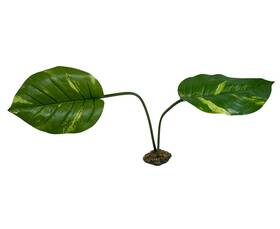 Komodo 784369932027 Guiana Plant 1ea/jumbo