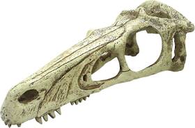 Komodo 784369932157 Raptor Skull - Xlarge Komodo 784369932157 Raptor Skull - Xlarge