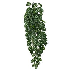 Komodo 784369933062 Two-toned Leaf Hanging Plant 1ea/lg 26 In
