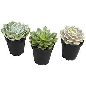 Komodo 784369933086 Desert Succulent Plant Yellow And Green 1ea/3 Pk
