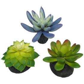 Komodo 784369933093 Desert Succulent Plant Blue And Green 1ea/3 Pk