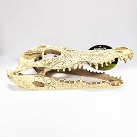 Komodo 784369933161 Alligator Skull Resin Decor For Terrarium Or Aquarium 9in Long Komodo 784369933161 Alligator Skull Resin Decor For Terrarium Or Aquarium 9in Long