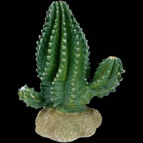 Komodo 784369933208 Columnar Cactus