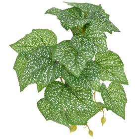 Komodo 784369933796 Standing Begonia Plant 5 Inch