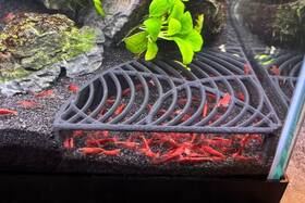 Lifewithpets 199284339910 Aquarium Shrimp Tank Decorations Corner Hide C