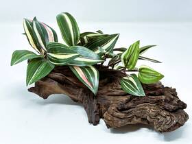 Mp415 Lower Forty Farm Natural 10 Inch Mopani Driftwood And Artificial Jew-inch Silk Plant For Aquarium Or Te