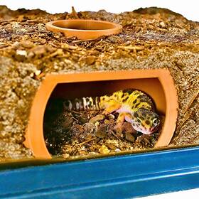 Lucky Critter 199284401945 Reptile Underground Cave Viewing Hide Hognose Snake Leopard Gecko Habi