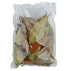 Magleaf Jurassic Reptile Products Leaf Litter Magnolia 8398260002356