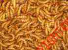 Mealworms-live-organic-5 Count 000