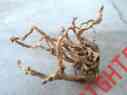 Mmw16 Plant Wood Moss Shrimpspider Discus Redmoor Driftwood Manzanita