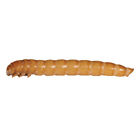 Ba000053181 Mwsblg2 Timberline Live Mealworms Tebebrio Molitor Large Pk