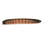 Ba000053193 Mwsub1000 Timberline Live Superworms Zophobas
