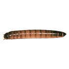 Ba000053192 Mwsubm1000 Timberline Live Superworms Zophobas