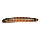 Ba000053189 Mwsubm500 Timberline Live Superworms Zophobas