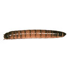 Ba000053188 Mwsubs500 Timberline Live Superworms Zophobas