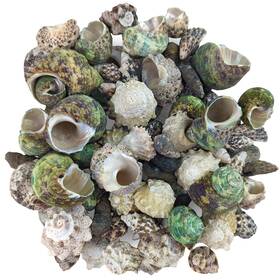 Nature Forged Aquatics 850050529033 Reef Hermit Crab Shell Mix Spare Shells For Most Saltwater Crabs 12 Oz