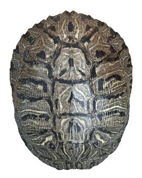 Nautical Beach Decor 783956753649 Pond Turtle Shell 6-8 Inches Natural Bone Quality A Red Eared Slider Real