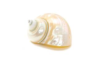 Nautical Crush Trading 046655241122 Hermit Crab Shells Turbo White Pearl Jade Green Shell 3 Inch -3.5