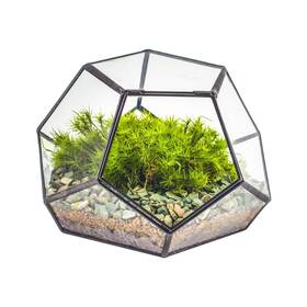 20230510036 Ncyp Small Glass Geometric Terrarium With Door -7.1x7.1x4.9 Inches - Black Pe