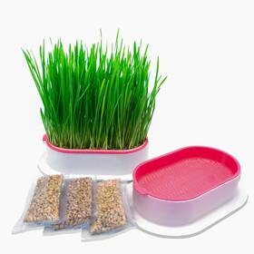 Nekoseko 727244806617 Cat Grass Hydroponics Can Be Used Three Times Indoor Soilless Kit