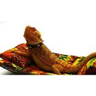 Not Carolinadesignerdragons Chaise Lounge For 685256273301