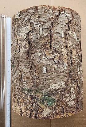 Orchid Valley 794712101345 Lizard Snake Or Reptile Hide. Medium Hollow Log For Large Aquarium