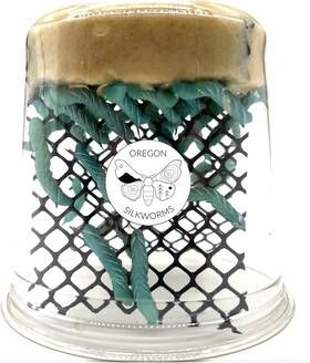 Oregon Silkworms 860005578160 Premium Hornworm Habitat - 26-35 Count Per Cup Nutrient-rich Feed For Bear Oregon Silkworms 860005578160 Premium Hornworm Habitat - 26-35 Count Per Cup Nutrient-rich Feed For Bear