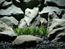Pap240 Ron Beck Designs Atlantis Grass Plot Artificial Aquarium Plant
