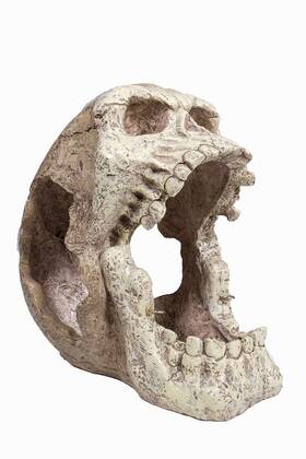 Penn-plax 030172096594 Reptology Skull Hide-away Great For Small And Medium Sized Reptiles