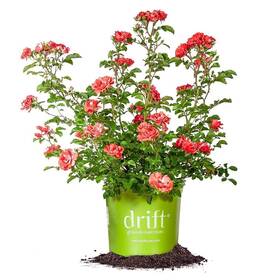 Ppn-74 Perfect Plants Ppn-74- 1 Gallon Coral Drift