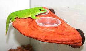 Pt-1435 Pet Tekk Magnatural Gecko Bearded Dragon Magnetic Feeding Ledge - Mojave Red New