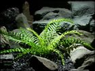 Prp229 Ron Beck Designs Faux Reptile Terrarium Plant Plastic Fern From