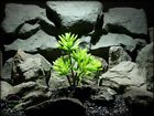 Prp244 Ron Beck Designs Faux Reptile Terrarium Plant Succulent Echeveria Hookerii