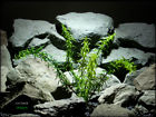 Prp226 Prs226 Ron Beck Designs Faux Reptile Terrarium Plant Rosemary Bush From